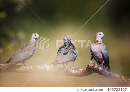 Laughing Dove in Kruger National park, South Africa 106722167
