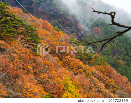 Mountain slope covered in autumn leaves (Fujikawaguchiko Town, Yamanashi Prefecture) Mountain slope covered in autumn leaves (Fujikawaguchiko Town, Yamanashi Prefecture) 106722189