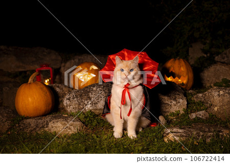 Cat in a vampire costume in a mystical castle for Halloween Cat in a vampire costume in a mystical castle for Halloween 106722414