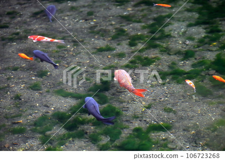 池塘里的鯉魚（五十原弁天池） 106723268