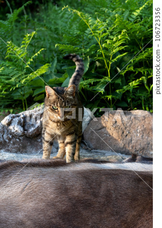 Portrait of a cat on a reindeer skin lying indoor on the rocks Portrait of a cat on a reindeer skin lying indoor on the rocks 106723356