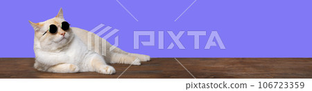 Banner White cat in sunglasses lying on purple background 106723359