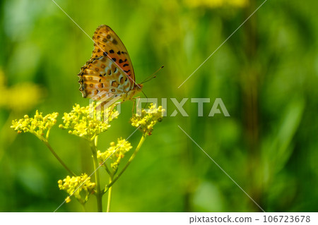 Rapeseed flowers and leopard butterfly 106723678