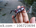 Sawtooth stag beetle on hand 106723694