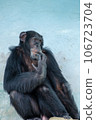 Chimpanzee holding a finger in its mouth 106723704