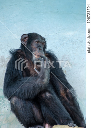 黑猩猩將一根手指含在嘴裡 106723704