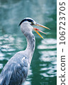 Gray heron with its beak spread 106723705