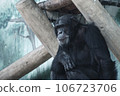 chimpanzee thinking 106723706