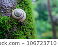snail on a mossy tree 106723710