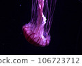 Mysterious jellyfish 106723712