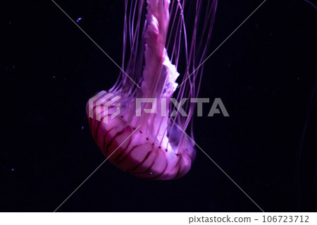 Mysterious jellyfish 106723712