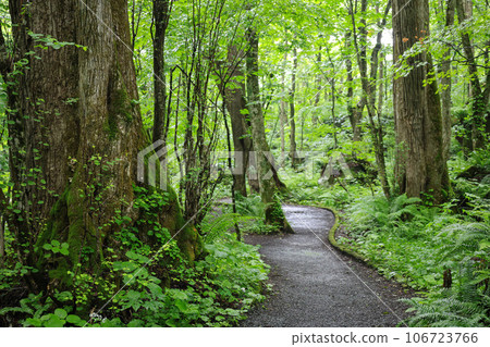 Forest road wrapped in fresh green 106723766