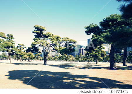 Pine tree in the outer gardens of the Imperial Palace Pine tree in the outer gardens of the Imperial Palace 106723802