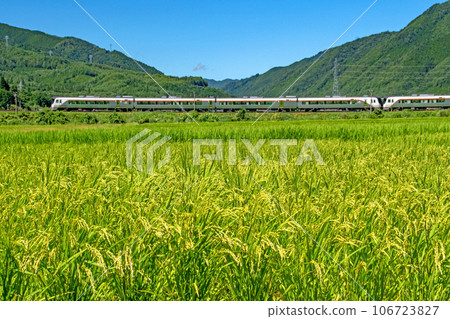 飛驒HC85系列特快列車穿過稻穗,稻穗在藍天白雲下開始低頭。 飛驒HC85系列特快列車穿過稻穗,稻穗在藍天白雲下開始低頭。 106723827