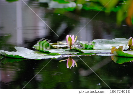 Water lilies in the pond of Hokkaido Government Office 106724018