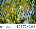 pattern-like plants 106724104