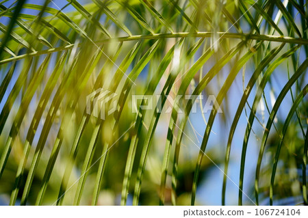 pattern-like plants pattern-like plants 106724104