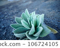 Alpine plant 106724105