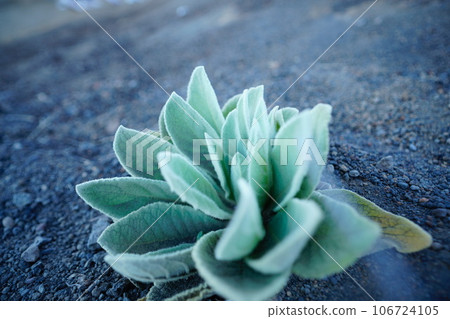 Alpine plant 106724105