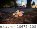 sunset and plumeria 106724108