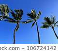 Blue sky and palm tree 106724142