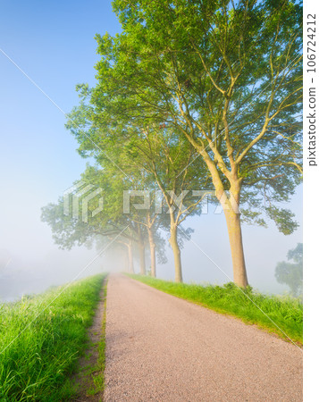 Fog during the morning hours. Trees and path for walking. Natural landscape. 106724212