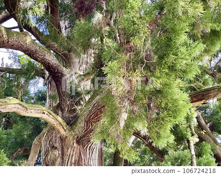 雪松樹幹、樹枝和樹葉 雪松樹幹、樹枝和樹葉 106724218