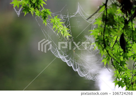 spiderweb spiderweb 106724268