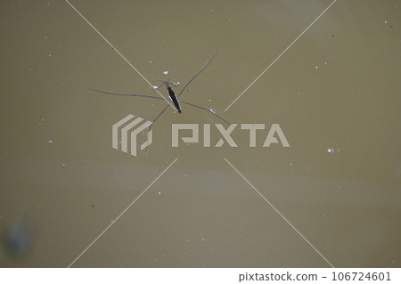 水黽漂浮在水面上 水黽漂浮在水面上 106724601