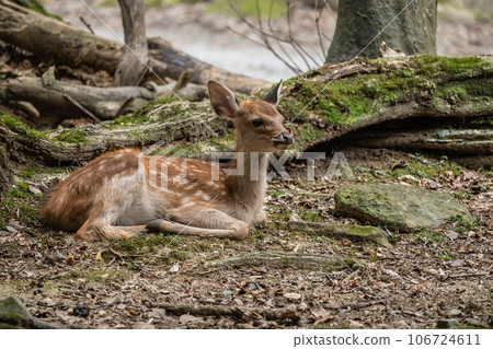 Fawn in the forest Nara Park Fawn in the forest Nara Park 106724611
