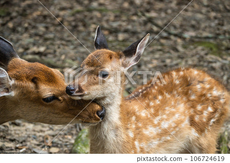 鹿家庭和孩子在森林裡，奈良公園 106724619