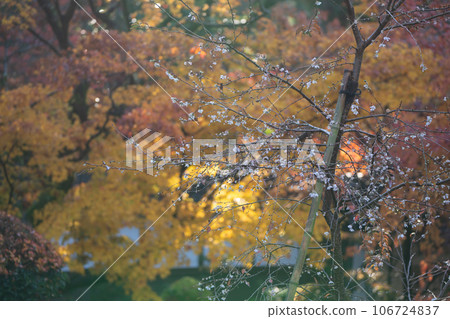 Shoot autumn leaves at Kongorinji Temple, one of the Koto Sanzan in Shiga Prefecture Shoot autumn leaves at Kongorinji Temple, one of the Koto Sanzan in Shiga Prefecture 106724837