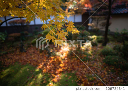在滋賀縣江東三山之一的金剛林寺拍攝秋葉 106724841