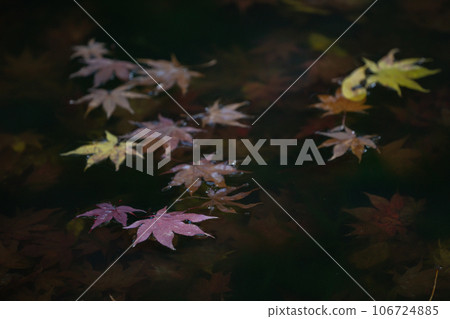 在滋賀縣江東三山之一的金剛林寺拍攝秋葉 在滋賀縣江東三山之一的金剛林寺拍攝秋葉 106724885
