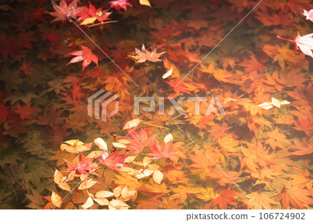 在滋賀縣江東三山之一的金剛林寺拍攝秋葉 106724902