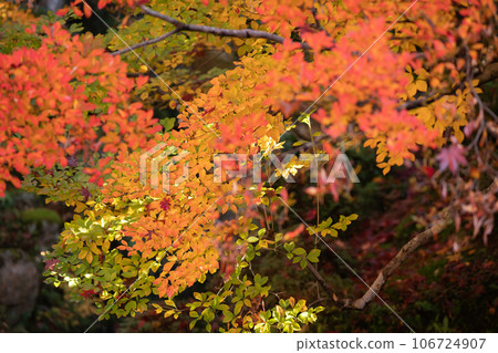 在滋賀縣江東三山之一的金剛林寺拍攝秋葉 106724907