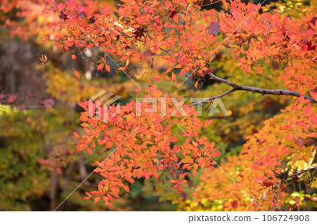 Shoot autumn leaves at Kongorinji Temple, one of the Koto Sanzan in Shiga Prefecture 106724908