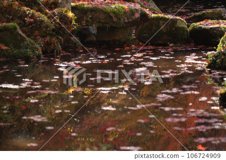 在滋賀縣江東三山之一的金剛林寺拍攝秋葉 106724909