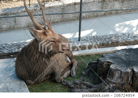 Stag of Nara 106724954