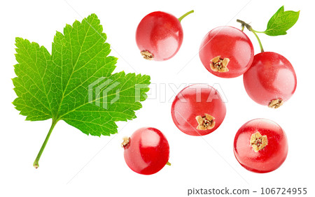 Collection of red currant fruits and a leaf isolated on white background 106724955