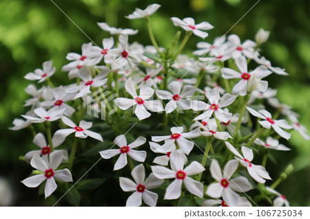 長春花的白色小花 106725034