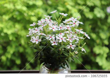 Arrange a small periwinkle from the garden on the windowsill 106725035
