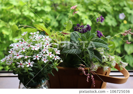 將花園裡盛開的鮮花插在籃子裡 將花園裡盛開的鮮花插在籃子裡 106725036