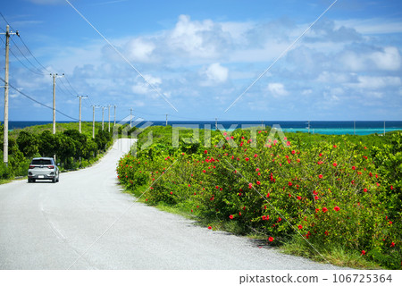 沖繩的夏天,路邊開滿芙蓉花 沖繩的夏天,路邊開滿芙蓉花 106725364