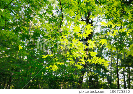 九蘇堤古墓群 106725820