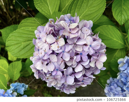 繡球花(藍色型)/繡球花 繡球花(藍色型)/繡球花 106725866