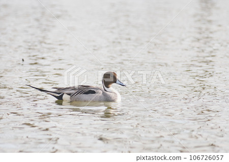 Male pintails visiting in the spring of Hokkaido 106726057