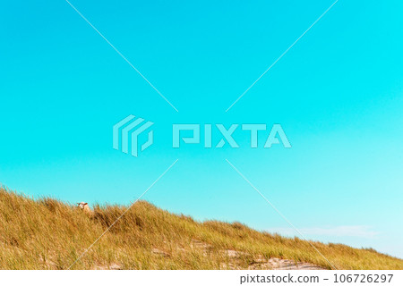 Nature scenery on Sylt island with the marram grass dunes and the blue sky Nature scenery on Sylt island with the marram grass dunes and the blue sky 106726297