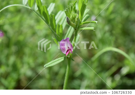 卡拉蘇諾豌豆 卡拉蘇諾豌豆 106726330