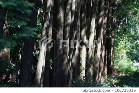 trees in the sunny forest 106726339